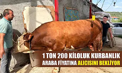 1 ton 200 kiloluk kurbanlık, araba fiyatına alıcısını bekliyor