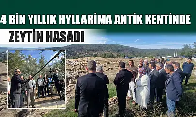 4 bin yıllık Hyllarima Antik Kentinde Zeytin hasadı