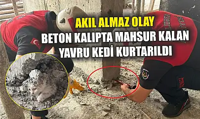 Akıl almaz olay: Beton kalıpta mahsur kalan yavru kedi kurtarıldı