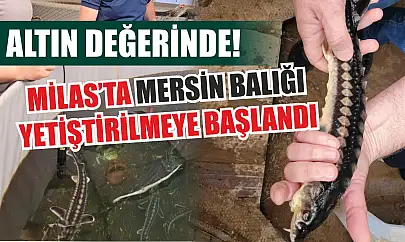 Altın değerinde! Milas'ta Mersin Balığı yetiştirilmeye başlandı