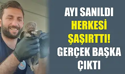 Ayı sanıldı, herkesi şaşırttı! Gerçek başka çıktı