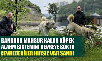 Bankada mahsur kalan köpek alarm sistemini devreye soktu: Çevredekiler hırsız var sandı