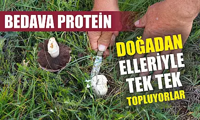 Bedava protein, doğadan elleriyle tek tek topluyorlar