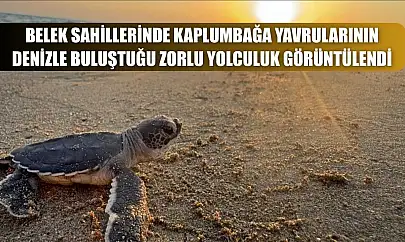 Belek sahillerinde kaplumbağa yavrularının denizle buluştuğu zorlu yolculuk görüntülendi