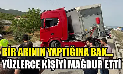 Bir arının yaptığına bak...Yüzlerce kişiyi mağdur etti