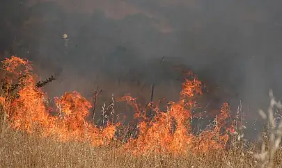 Bodrum'da otluk alanda çıkan yangın 5 dekarlık alanı küle çevirdi