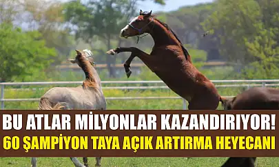 Bu Atlar Milyonlar Kazandırıyor! 60 Şampiyon Taya Açık Artırma Heyecanı