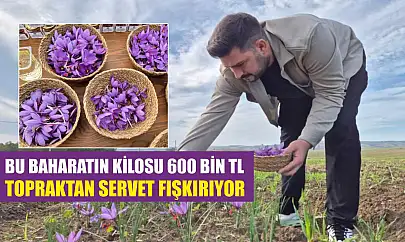 Bu baharatın kilosu 600 bin TL: Topraktan servet fışkırıyor