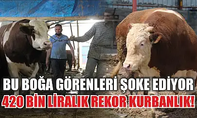 Bu boğa görenleri şoke ediyor: 420 bin liralık rekor kurbanlık!