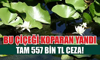 Bu çiçeği koparan yandı: Tam 557 bin TL ceza!