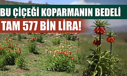 Bu çiçeği koparmanın bedeli tam 577 bin lira!