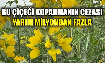 Bu çiçeği koparmanın cezası yarım milyondan fazla