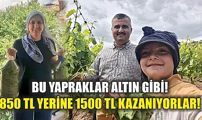 Bu yapraklar altın gibi! 850 TL yerine 1500 TL kazanıyorlar!