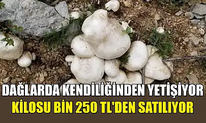 Dağlarda kendiliğinden yetişiyor, kilosu bin 250 TL'den satılıyor