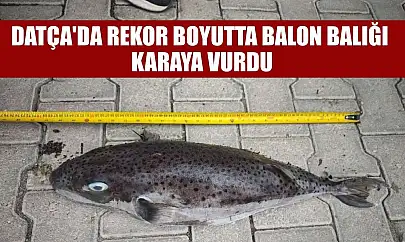 Datça'da rekor boyutta balon balığı karaya vurdu