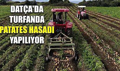 Datça'da turfanda patates hasadı yapılıyor