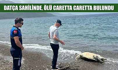 Datça sahilinde ölü caretta caretta bulundu