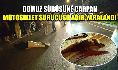 Domuz sürüsüne çarpan motosiklet sürücüsü ağır yaralandı