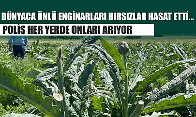 Dünyaca ünlü enginarları hırsızlar hasat etti... Polis her yerde onları arıyor
