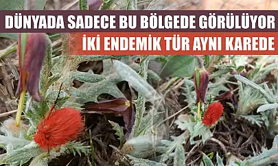 Dünyada sadece bu bölgede görülüyor: İki endemik tür aynı karede
