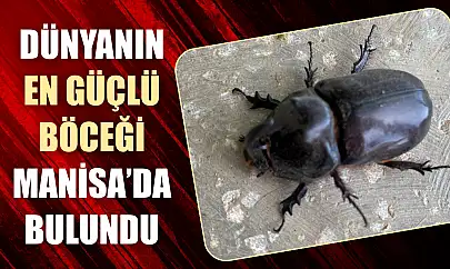 Dünyanın en güçlü böceği Manisa'da bulundu