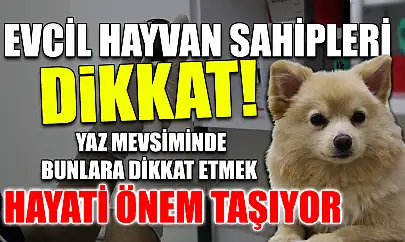 Evcil hayvan sahipleri dikkat! Yaz mevsiminde bunlara dikkat etmek hayati önem taşıyor