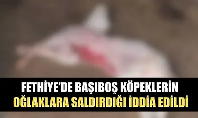 Fethiye'de başıboş köpeklerin oğlaklara saldırdığı iddia edildi