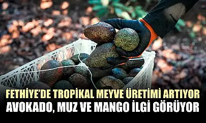 Fethiye'de tropikal meyve üretimi artıyor: Avokado, muz ve mango ilgi görüyor