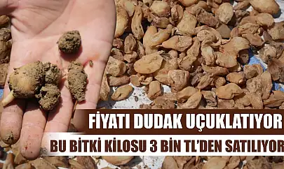 Fiyatı dudak uçuklatıyor: Bu bitki kilosu 3 bin TL'den satılıyor