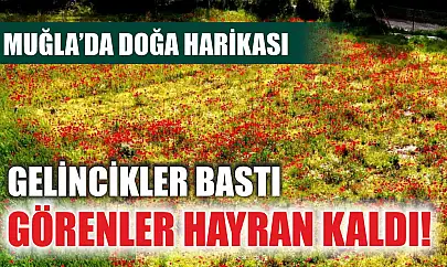 Gelincikler bastı, görenler hayran kaldı! Muğla'da doğa harikası