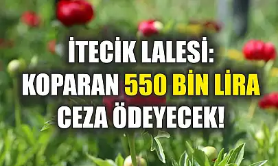 İtecik Lalesi: Koparan 550 Bin Lira Ceza Ödeyecek!