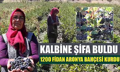 Kalbine Şifa Buldu, 1200 Fidan Aronya Bahçesi Kurdu