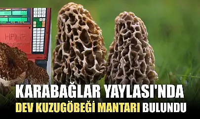Karabağlar Yaylası'nda dev kuzugöbeği mantarı bulundu