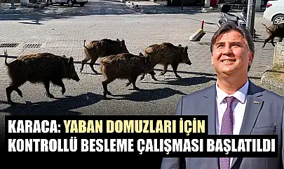 Karaca: Yaban domuzları için kontrollü besleme çalışması başlatıldı