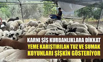 Karnı şiş kurbanlıklara dikkat: Yeme karıştırılan tuz ve sumak koyunları şişkin gösteriyor