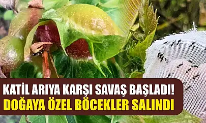 Katil arıya karşı savaş başladı! Doğaya özel böcekler salındı