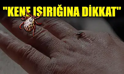 'Kene ısırığına dikkat'