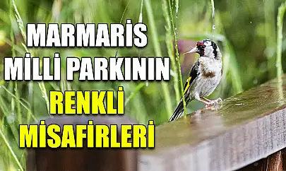 Marmaris Milli Parkının renkli misafirleri
