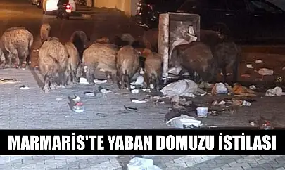 Marmaris'te yaban domuzu istilası