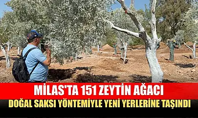 Milas'ta 151 zeytin ağacı doğal saksı yöntemiyle yeni yerlerine taşındı