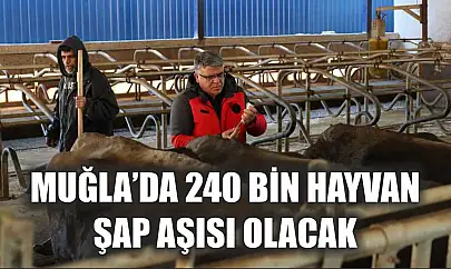 Muğla'da 240 bin hayvan şap aşısı olacak