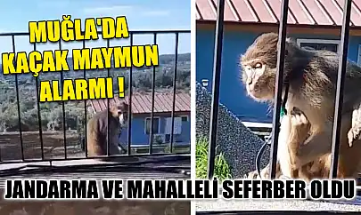 Muğla'da kaçak maymun alarmı jandarma ve mahalleli seferber oldu