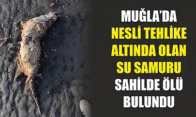 Muğla'da nesli tehlike altında olan su samuru sahilde ölü bulundu