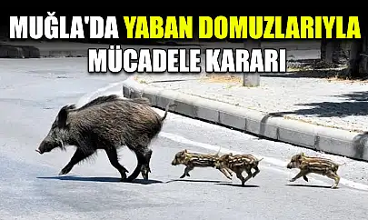 Muğla'da yaban domuzlarıyla mücadele kararı