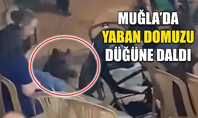 Muğla'da Yaban domuzu düğüne daldı