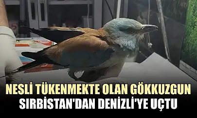 Nesli tükenmekte olan gökkuzgun Sırbistan'dan Denizli'ye uçtu