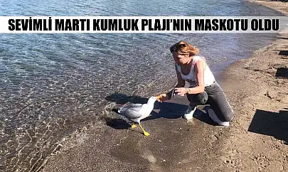 Sevimli martı Kumluk Plajı'nın maskotu oldu