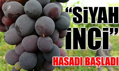 'Siyah İnci' hasadı başladı