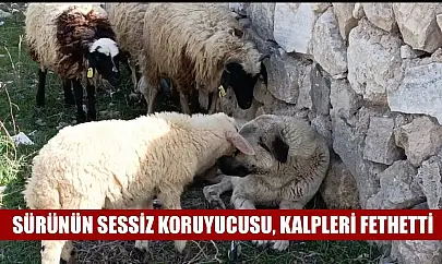 Sürünün sessiz koruyucusu, kalpleri fethetti