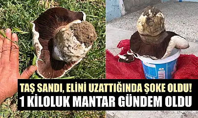 Taş sandı, elini uzattığında şoke oldu! 1 kiloluk mantar gündem oldu